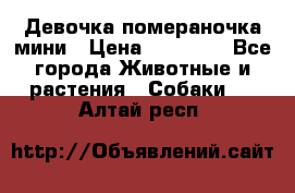 Девочка помераночка мини › Цена ­ 50 000 - Все города Животные и растения » Собаки   . Алтай респ.